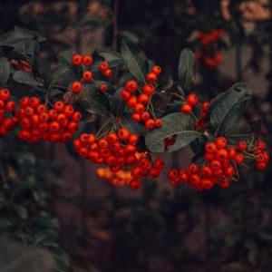 شیشه های بازشو